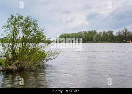 La selvaggia riva del fiume Vistola in Polonia. Foto Stock