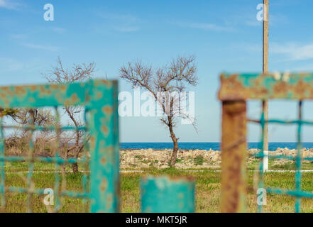 Albero secco dietro il recinto Foto Stock