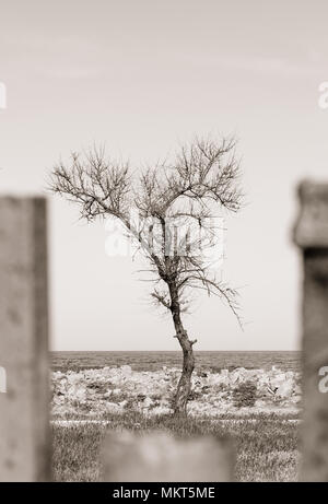 Albero secco dietro il recinto Foto Stock