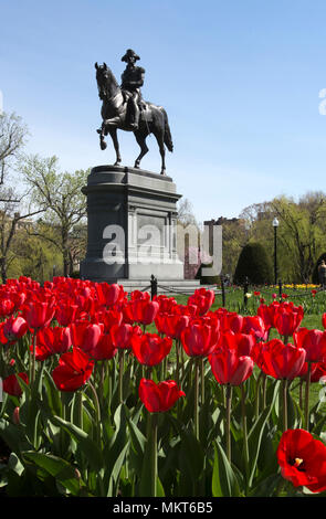 La statua di George Washington e alcuni tulipani gialli in Boston Public Gardens, Boston, Massachusetts, STATI UNITI D'AMERICA Foto Stock