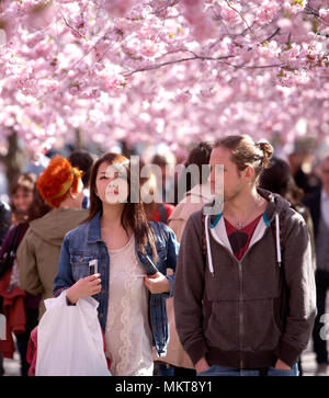 Stoccolma, Svezia - 30 Aprile 2012: la primavera è venuto a Stoccolma e la gente stanno godendo sotto la fioritura ciliegi giapponesi, nel parco "Kungs Foto Stock