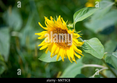 La coltivazione di semi di girasole è aumentato di tre volte negli ultimi anni, soprattutto nell'area Subarnachar di Noakhali distretto, perché gli agricoltori locali Foto Stock