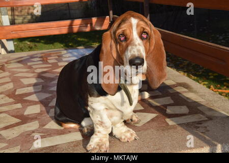 American basset 2 Foto Stock