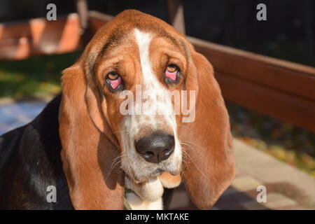 American basset, felice? Foto Stock