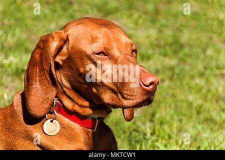 Vizsla ungherese cane ritratto nella natura. Puntatore ungherese Vizsla, lo sniffing sulla caccia. Cane un amico fedele di un cacciatore. Dettaglio della testa del cane Foto Stock