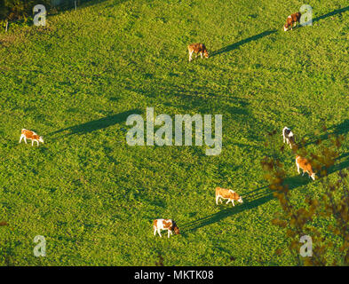 Swiss le mucche pascolano sul prato verde vista aerea, Gruyeres, Svizzera Foto Stock