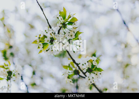 Bianco fiori di biancospino sui rami di alberi nel parco della città, girato a profondità di campo Foto Stock