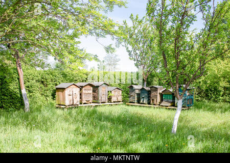 Apiario, in legno e in vimini fatti a mano tradizionale antica alveari in un giardino verde. Molla in Polonia. Foto Stock