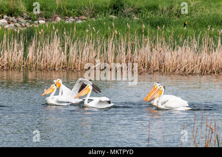 Pellicani bianchi, Lago Stafford, Brooks, Alberta, Canada Foto Stock