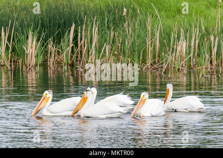 Pellicani bianchi, Lago Stafford, Brooks, Alberta, Canada Foto Stock