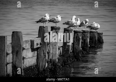 Sea gull Foto Stock