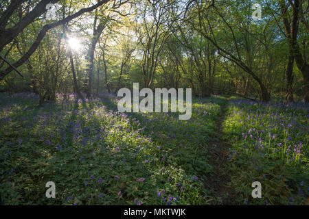 Bluebell woodland - Hyacinthoides non scripta, Stoke boschi, Bicester, Oxfordshire di proprietà del Woodland Trust Foto Stock