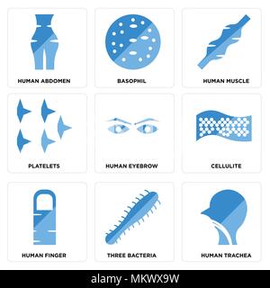 Set di 9 semplici icone modificabile come trachea umana, tre batteri, dito, cellulite, sopracciglio, piastrine, muscolo, basofilo, addome, possono essere utilizzati fo Illustrazione Vettoriale