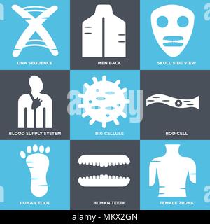 Set di 9 semplici icone modificabile come trunk femmina, denti umani, piede, asta cellula, grandi cellule, sangue sistema di alimentazione, cranio vista laterale, uomini indietro, DNA SEQ Illustrazione Vettoriale