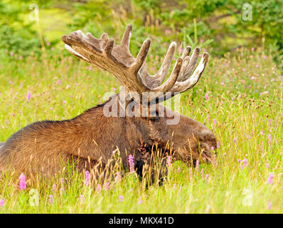 Alci maschio in un prato nel Parco Nazionale Gros Morne Foto Stock