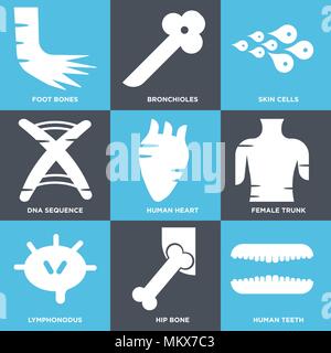Set di 9 semplici icone modificabile come denti umani, osso iliaco, Lymphonodus, Femmina tronco, cuore di una sequenza di DNA, le cellule della pelle, bronchioli, ossa del piede, può Illustrazione Vettoriale