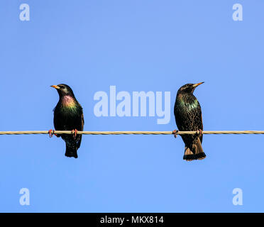 Due nero Starling un maschio e femmina seduti sui fili in primavera sul cielo blu sullo sfondo Foto Stock