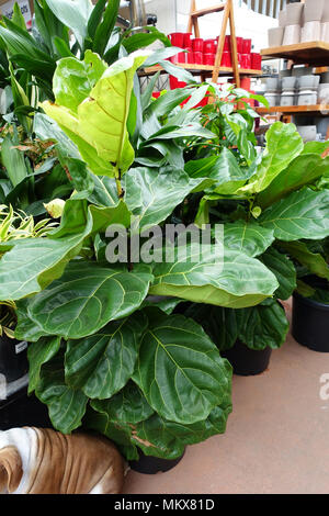 Ficus Lyrata o noto come Fiddle-Leaf Fig Foto Stock