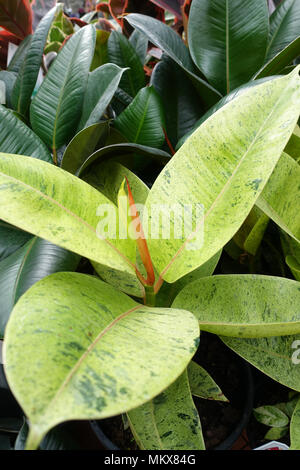 Ficus elastica Shrivereana Foto Stock