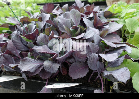 Brassica oleracea o noto come cavolo rosso bambino Brassica oleracea o noto come cavolo rosso bambino Foto Stock
