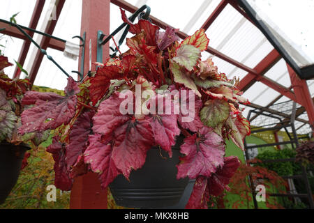 Begonia Rex crescente nella cesta appesa Foto Stock