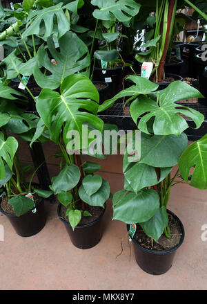 Monstera Deliciosa o noti come il formaggio svizzero di crescita della pianta in vaso Foto Stock