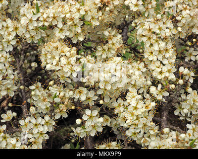 Ammassato fiori di prugnolo o sloe (Prunus spinosa Cumbria, England, Regno Unito Foto Stock