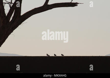 Tre anatre stand su una diga argine in banca la mattina presto in Australia rurale. Un morto lone tree fotogrammi dell'immagine in primo piano. Foto Stock