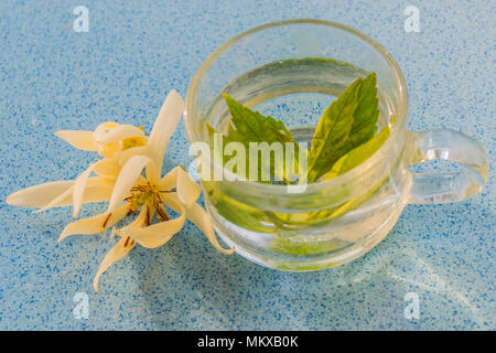 Abstract soft focus una tazza di tè di Java, Rene pianta del tè, gatto baffi,Thailandia tè alle erbe con Millingtonia hortensis, Bignoniaceae fiore,luce fascio Foto Stock