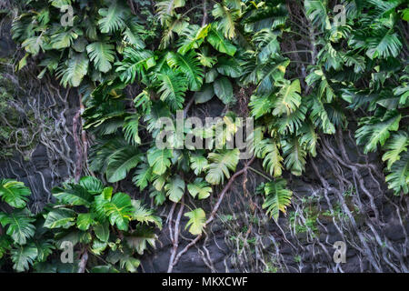 Philodendron prosperare in umido e umido Hawaii Isola di Kauai con le loro lunghe radici aggrappate alle pareti di lava lungo la costa nord vicino a Haena Beach. Foto Stock
