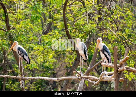 Gruppo di cicogne dipinta in piedi a tree allo zoo cercando impressionante. Foto Stock