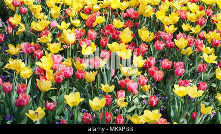 Primavera tulipani presso il parco in Texas. Foto Stock