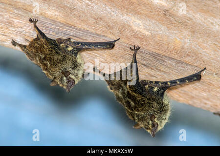 Proboscide Bat - La Laguna del Lagarto Lodge, Boca Tapada, Costa Rica Foto Stock