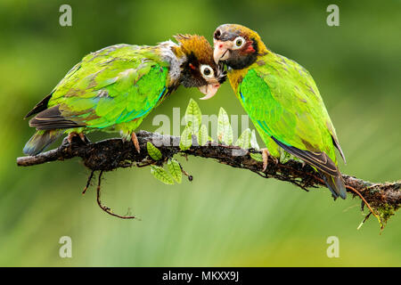 Marrone-incappucciati Parrot (Pyrilia haematotis) giovane - La Laguna del Lagarto Lodge, Boca Tapada, Costa Rica Foto Stock