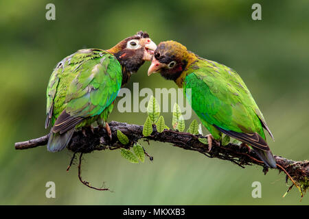 Marrone-incappucciati Parrot (Pyrilia haematotis) giovane - La Laguna del Lagarto Lodge, Boca Tapada, Costa Rica Foto Stock