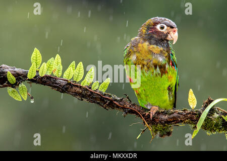 Marrone-incappucciati Parrot (Pyrilia haematotis) sotto la pioggia - La Laguna del Lagarto Lodge, Boca Tapada, Costa Rica Foto Stock