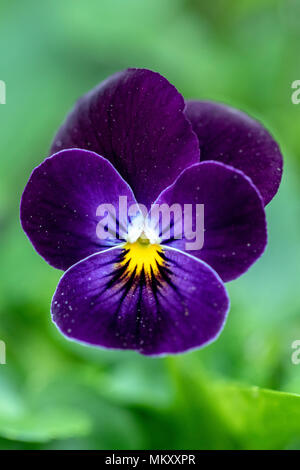 Serie sorbetto Viola (Viola cornuta "Phantom") - North Carolina Arboretum, Asheville, North Carolina, STATI UNITI D'AMERICA Foto Stock