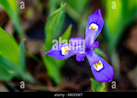 Crested nana (Iris Iris cristata) - Corneille Bryan giardino nativo - Lago Junaluska, North Carolina, STATI UNITI D'AMERICA Foto Stock