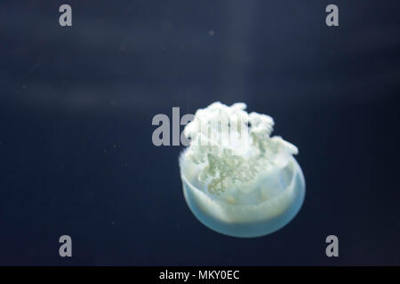 Sfocata al di fuori della Messa a fuoco macro Closeup orizzontale di lunghezza completa immagine di un breede meduse di colore bianco e lo sfondo blu Foto Stock