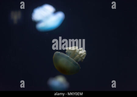 Sfocata al di fuori della Messa a fuoco macro Closeup orizzontale di lunghezza completa immagine di una medusa breede marrone colore e sfondo blu Foto Stock