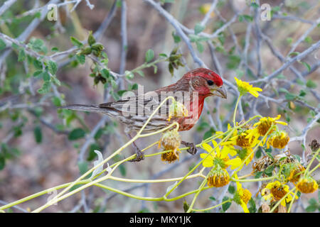 House Finch (haemorhous mexicanus) arroccato sullo stelo del giallo deserto di fiori, in Arizona deserto di Sonora. Foto Stock