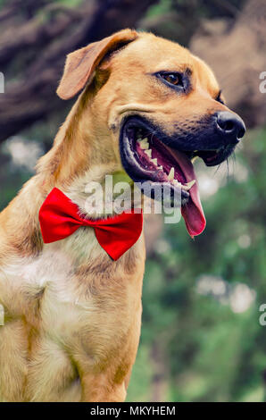 Bellissimo Labrador retriever Foto Stock