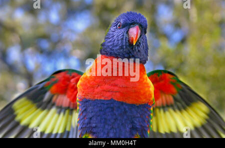 Close-up di rainbow lorikeet sbattimenti le sue ali con alcune sfocature visibile. Foto Stock