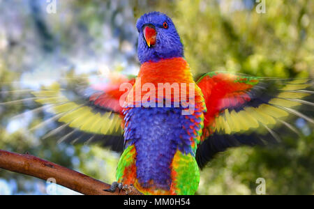 Close-up di rainbow lorikeet sbattimenti le sue ali con alcune sfocature visibile. Foto Stock