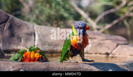 Rainbow lorikeet ritratto Foto Stock