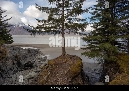 Turnagain Arm, tidal flats, alberi, montagne e acqua. Nei pressi di speranza, Alaska. Costa rocciosa. Snow capped Chugach Mountains. Kenai Peninsula Windy Point Foto Stock