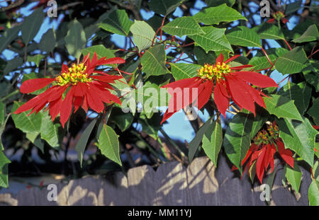 BRATTI ROSSI DI UN ALBERO DI POINSETTIA (EUPHORBIA PULCHERRIMA), QUEENSLAND, AUSTRALIA. Foto Stock