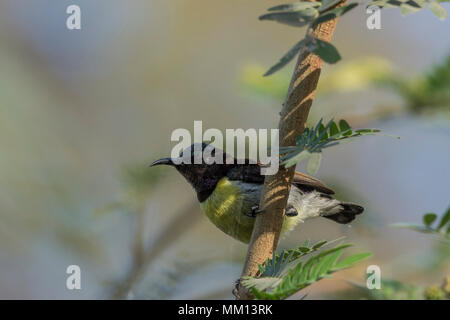 Viola Rumped Sunbird (Leptocoma zeylonica) appollaiato su un ramo. Foto Stock