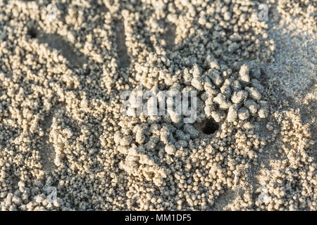 Foro di granchio con molti sfera sulla spiaggia, granchio fori sulla sabbia in Thailandia Foto Stock
