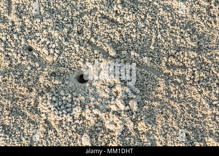 Foro di granchio con molti sfera sulla spiaggia, granchio fori sulla sabbia in Thailandia Foto Stock